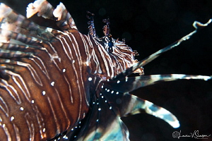Common Lionfish/Photographed with a Canon 60 mm macro len... by Laurie Slawson 